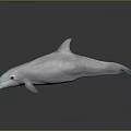 White Dolphin on Dark Background with Clear Reflection and Smooth Surface 3d model