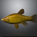 Golden Fish Isolated On Gray Background With Glossy Body And Distinct Fins