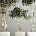Elegant Garden Ornamental Plants With Multi Stemmed Leafy Trees White Planters And Grassy Foliage