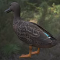 Brown Duck As Flying Animal Standing On Green Grass Field With Orange Webbed Feet