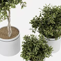 Various Bonsai Potted Plants With Lush Green Foliage In White Ceramic Pots 3d model