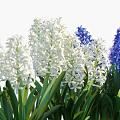 Blooming White Blue And Purple Hyacinth Flowers With Green Stems And Clay Pots