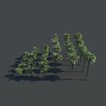 3D Model Palm Trees With Different Heights Green Foliage And Arranged Formation