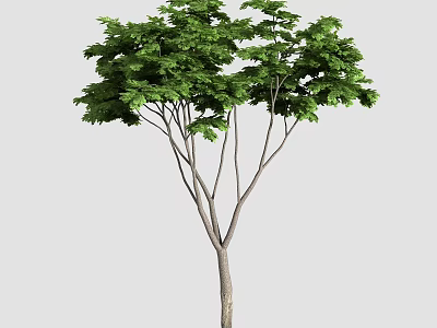 Beautiful Vibrant Green Arbor Tree With Brown Trunk And Lush Canopy 3d model