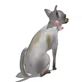 Cute Chihuahua Dog With Pink Bow Collar Sitting On White Background