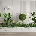 Modern Plant Combination With Spherical Shrubs Large Leaves And White Blooms Against Modern Wall