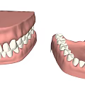 Dental Medical Device Upper Lower Jaw Teeth Model for Training and Prosthetics