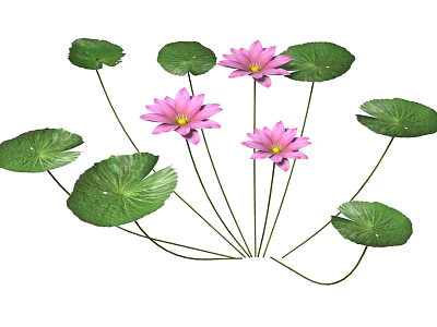 Pink Lotus Flowers With Green Lily Pads And Fresh Leaves In Natural Setting 3d model