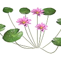 Pink Lotus Flowers With Green Lily Pads And Fresh Leaves In Natural Setting