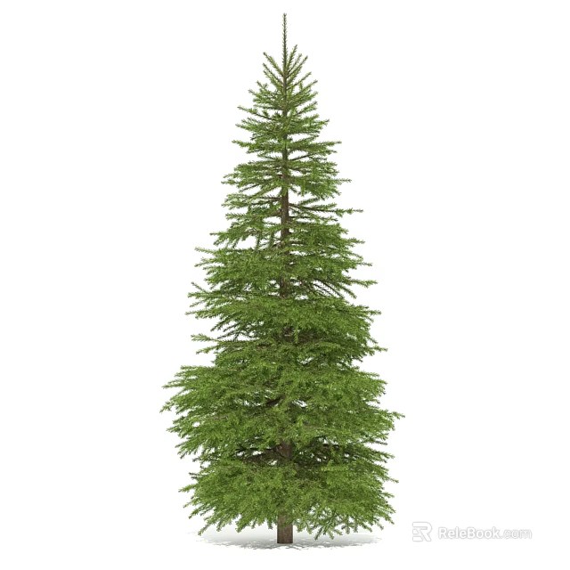 Tall Evergreen Coniferous Tree with Dense Green Foliage and Straight Trunk 3d model 