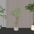 Stylish Bonsai Plants Indoor Display With Different Planters White Walls Curtains And Gray Floor