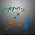 Organ And Hair Growth Related To DNA Double Helix Chromosome Molecules