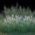 Lush Green Shrubs With White Feathery Plumes In Outdoor Grass Garden Landscape
