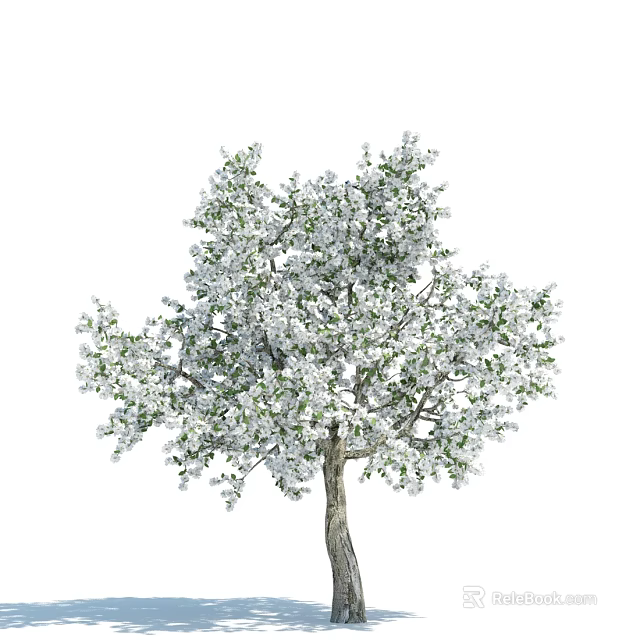 Blooming Arbor Tree With Dense White Flowers Isolated On White Background 3d model