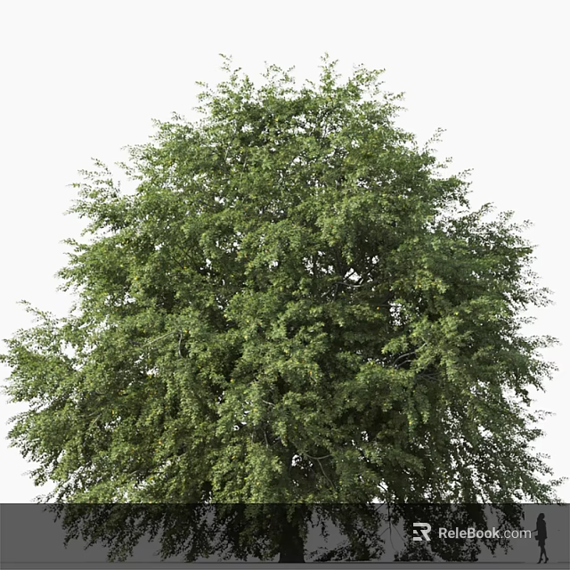 Tall Arbor With Lush Green Foliage And Dense Canopy Structure 3d model 