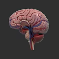 Human Brain Detailed 3D Anatomical Model Showing Vascular Network And Structural Features 3d model