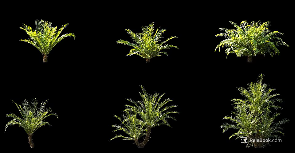 Multiple Green Ferns Plants Displayed On Black Background With Lush Leaves 3d model 
