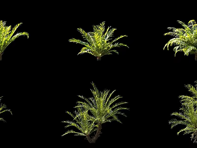 Multiple Green Ferns Plants Displayed On Black Background With Lush Leaves 3d model