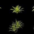 Multiple Green Ferns Plants Displayed On Black Background With Lush Leaves