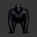 Detailed Realistic Gorilla 3D Model in Standing Pose on Gray Background 3d model