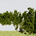 Modern Vine Grape Rack Grape 3d model