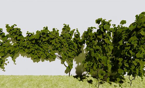 Modern Vine Grape Rack Grape 3d model