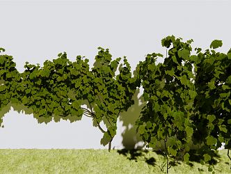 Modern Vine Grape Rack Grape 3d model