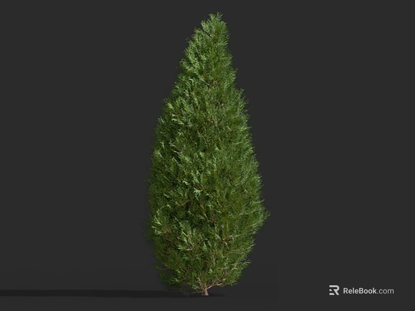 Lush Green Evergreen Shrub with Dense Foliage and Conical Growth Structure 3d model 