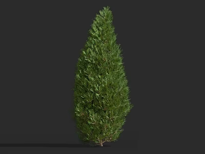 Lush Green Evergreen Shrub with Dense Foliage and Conical Growth Structure 3d model