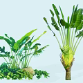 Tropical Arborescent Trees With Broad Green Leaves Trunk And Small Plants Stones