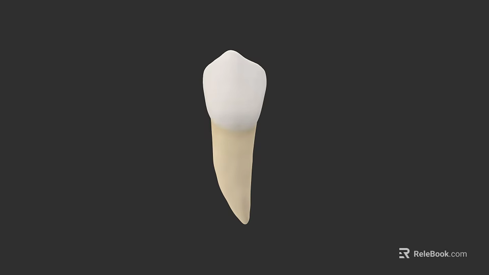 Human Tooth Anatomical Model With White Enamel Crown And Root Structure 3d model 