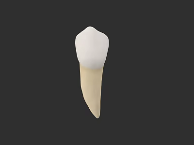 Human Tooth Anatomical Model With White Enamel Crown And Root Structure 3d model