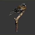 Blue Headed Brown Bird Perched on Wooden Branch Against Dark Background
