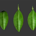 Three Vibrant Green Leaves Displayed With Reflection On Dark Background