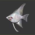 Light Colored Angelfish With Long Fins Isolated On Dark Background With Reflection 3d model