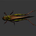 Detailed Green and Brown Grasshopper with Long Legs and Transparent Wings on Gray Background