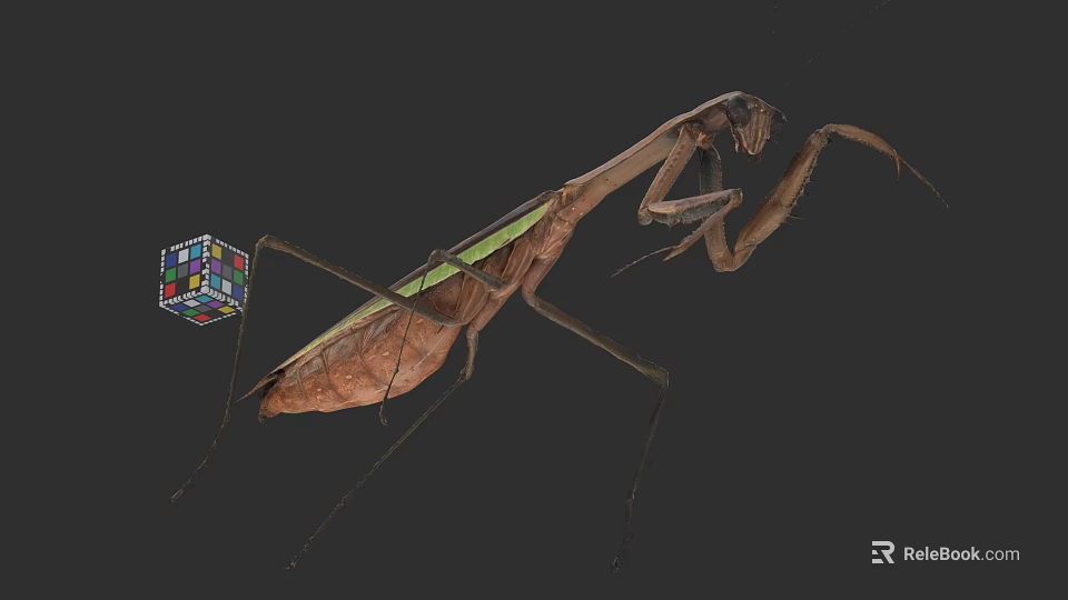 Detailed Praying Mantis Standing Beside Colorful Rubik's Cube On Dark Background 3d model 
