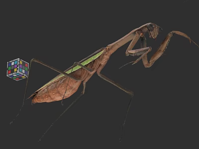 Detailed Praying Mantis Standing Beside Colorful Rubik's Cube On Dark Background 3d model