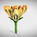 Yellow Flower With Vibrant Petals Green Stem And Central Stamen Structure