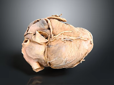 Realistic Anatomical Heart Organ Model With Hair Like Vessels And Textured Surface 3d model