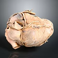 Realistic Anatomical Heart Organ Model With Hair Like Vessels And Textured Surface