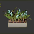 Green Leafy White Flowering Plants in a White Rectangular Pot with Fresh Blooms