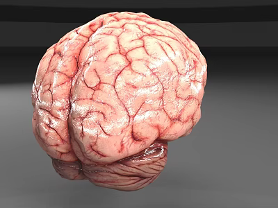 brain 3d model