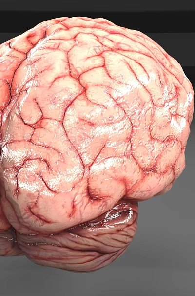 3D Anatomical Brain Model Medical Device for Educational and Clinical Applications 3d model
