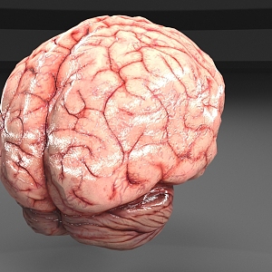 brain 3d model