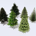 Various Evergreen Arbor Species With Dark And Light Green Foliage On White Background