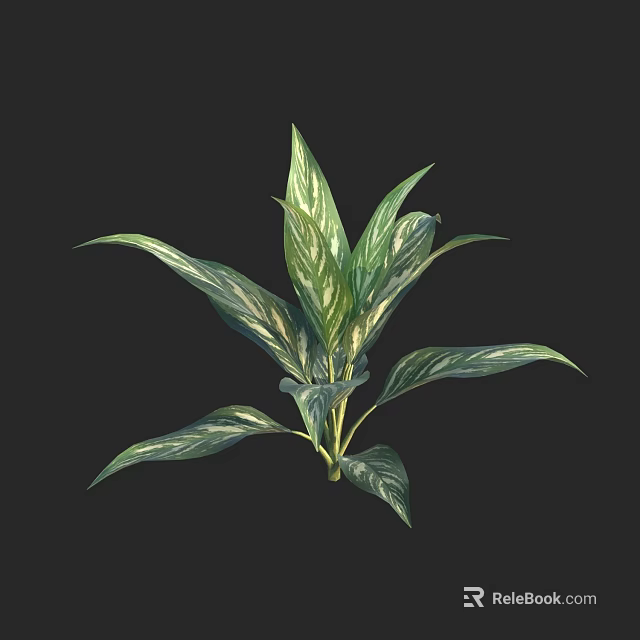 Lush Tropical Plant With Green And White Variegated Leaves On Black Background 3d model 