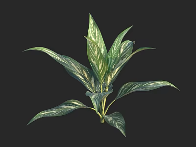 Lush Tropical Plant With Green And White Variegated Leaves On Black Background 3d model