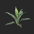 Lush Tropical Plant With Green And White Variegated Leaves On Black Background