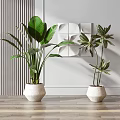 Indoor Potted Plants With Large And Small Green Leaves In White Pots On Wooden Floor